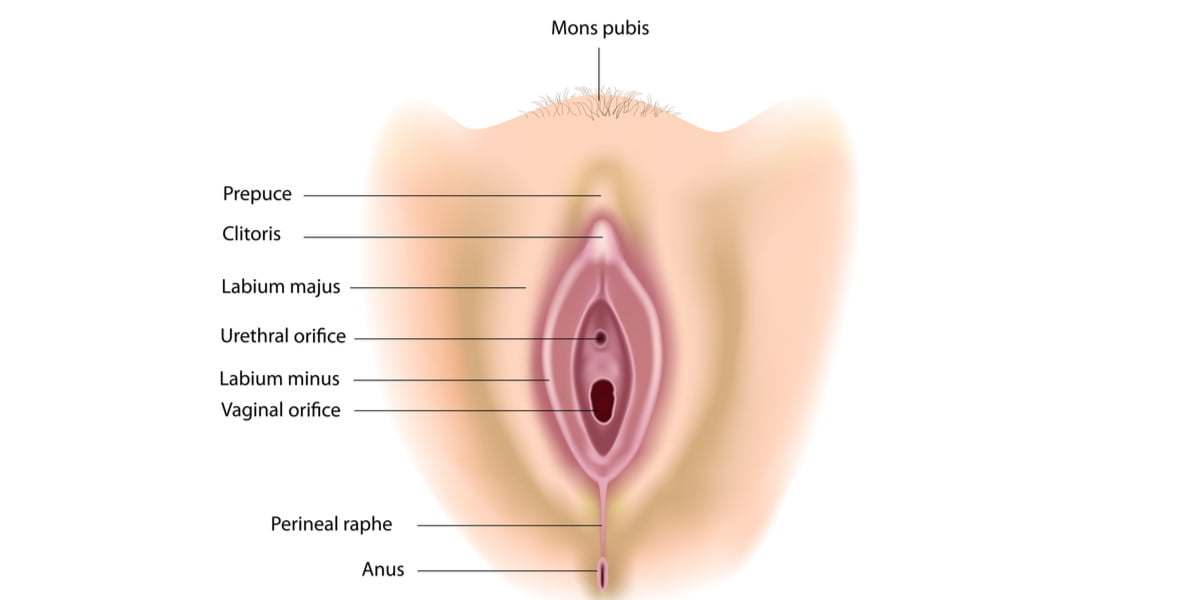 genitalia eksternal