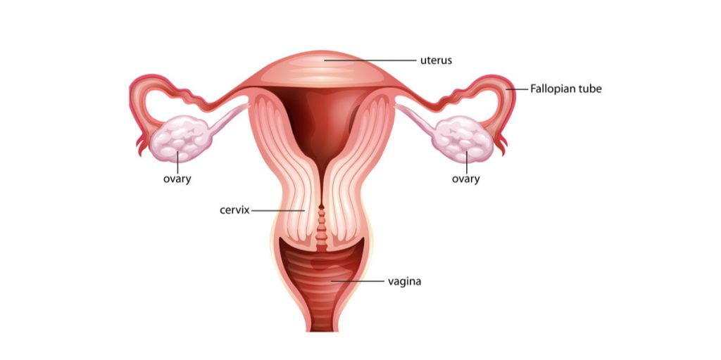 organ genital internal