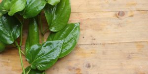 Manfaat Daun Sirih bagi Wanita