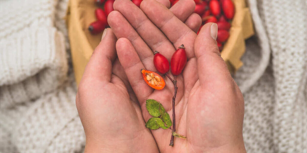 manfaat buah goji berry