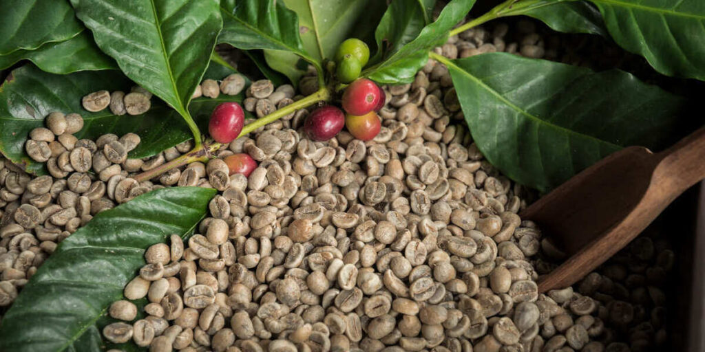 manfaat green coffee