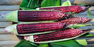 Manfaat jagung ungu