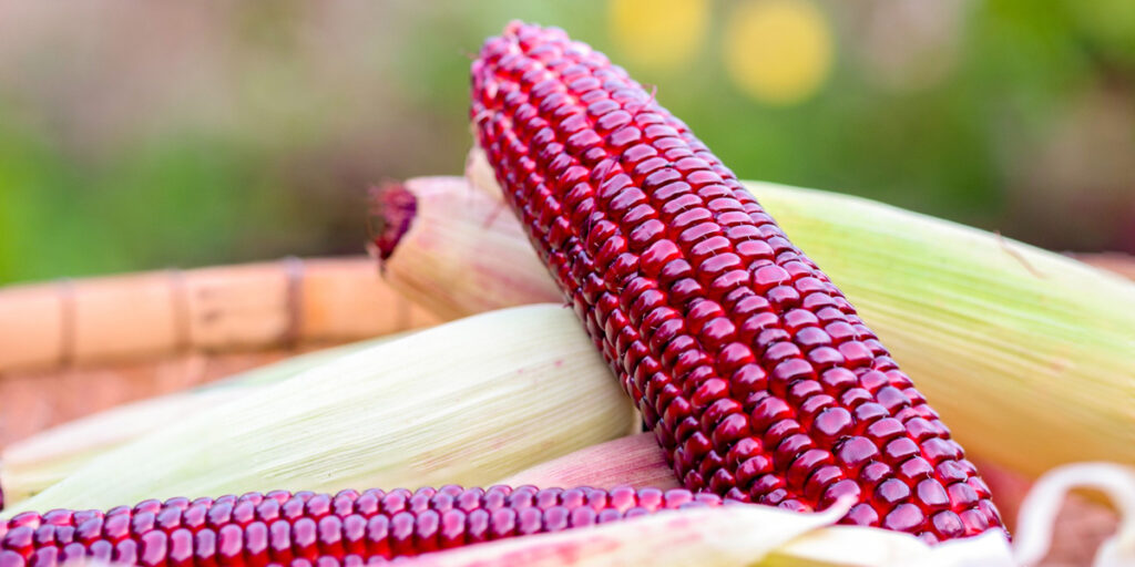 manfaat jagung ungu untuk kesehatan