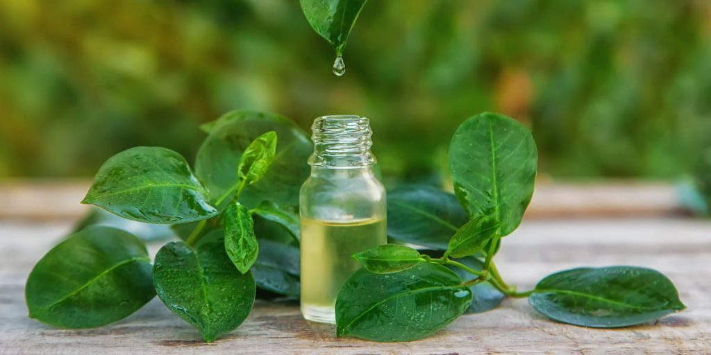 Manfaat tea tree oil, obat alami untuk menghilangkan jerawat