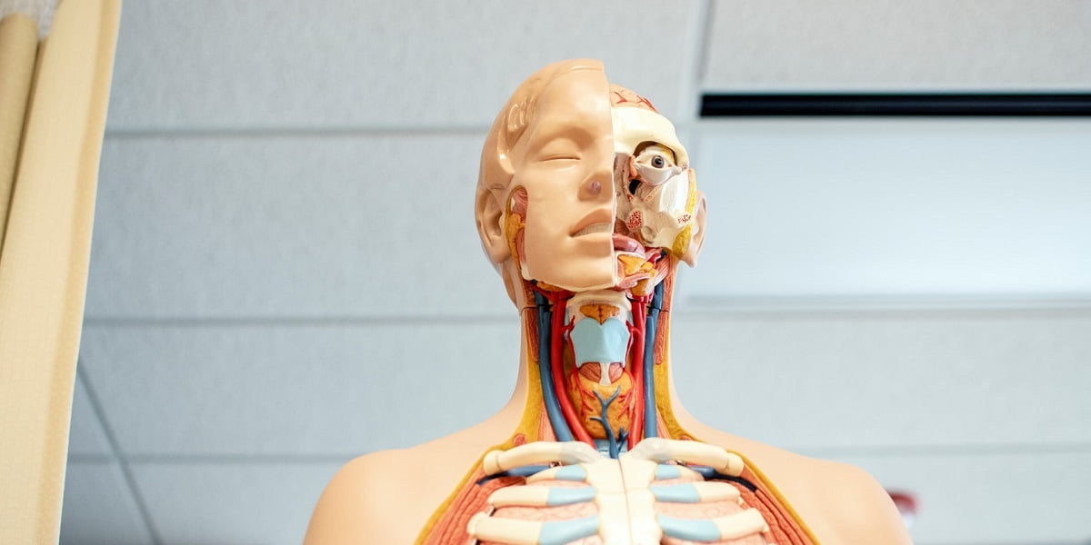 anatomi tubuh manusia