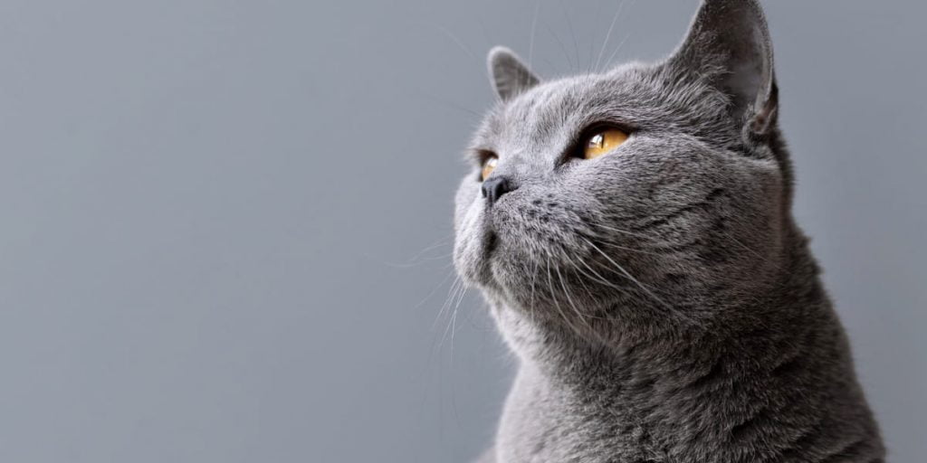 Bahaya bulu kucing bagi wanita