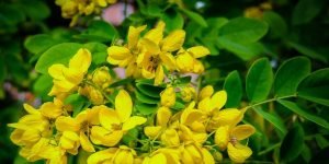 Manfaat daun jati cina untuk diet