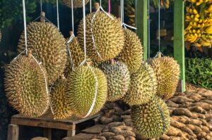 durian untuk ibu hamil