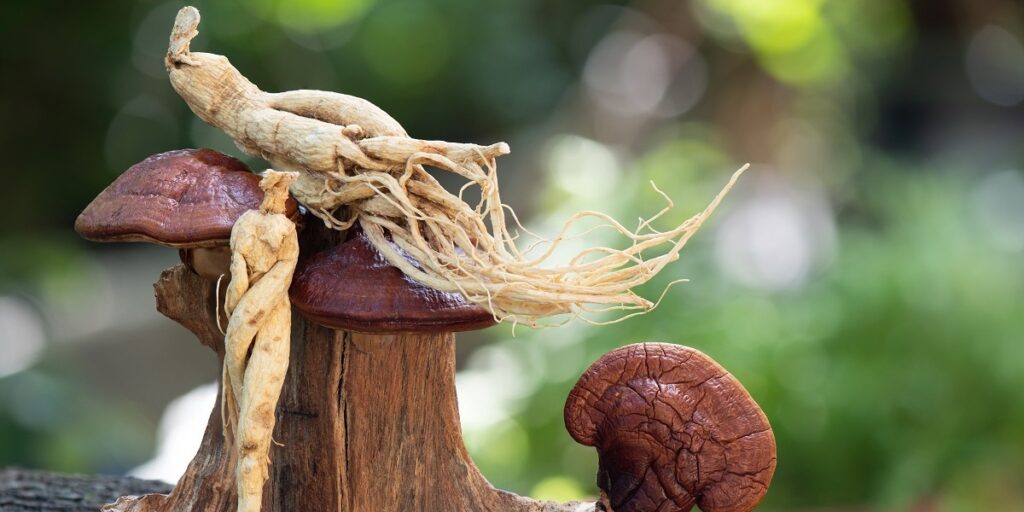 ginseng korea