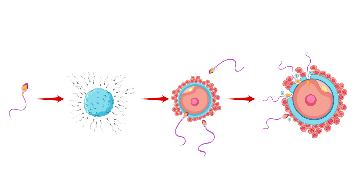 apa itu konsepsi dan proses atau cara kerjanya