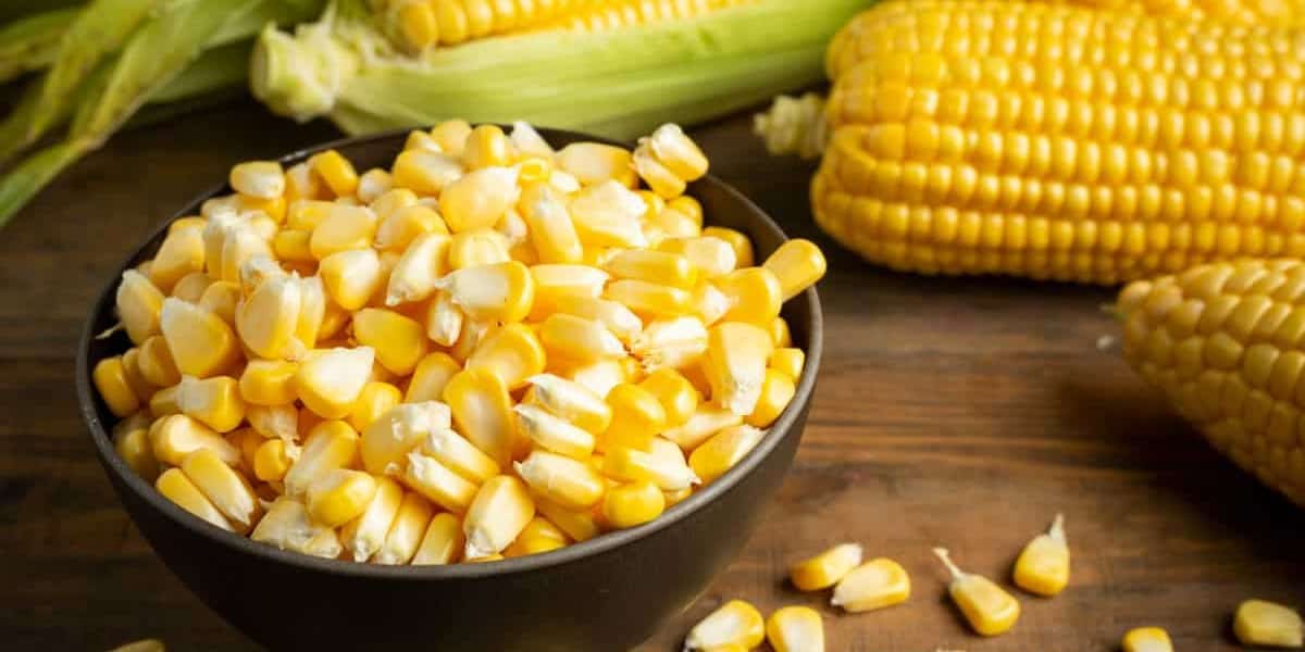 kalori dan manfaat makan nasi jagung