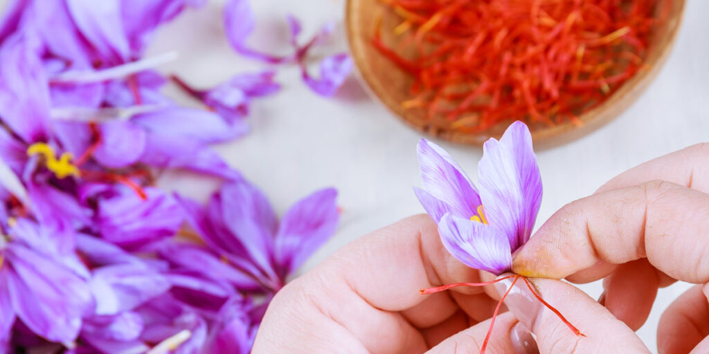 manfaat saffron untuk rahim
