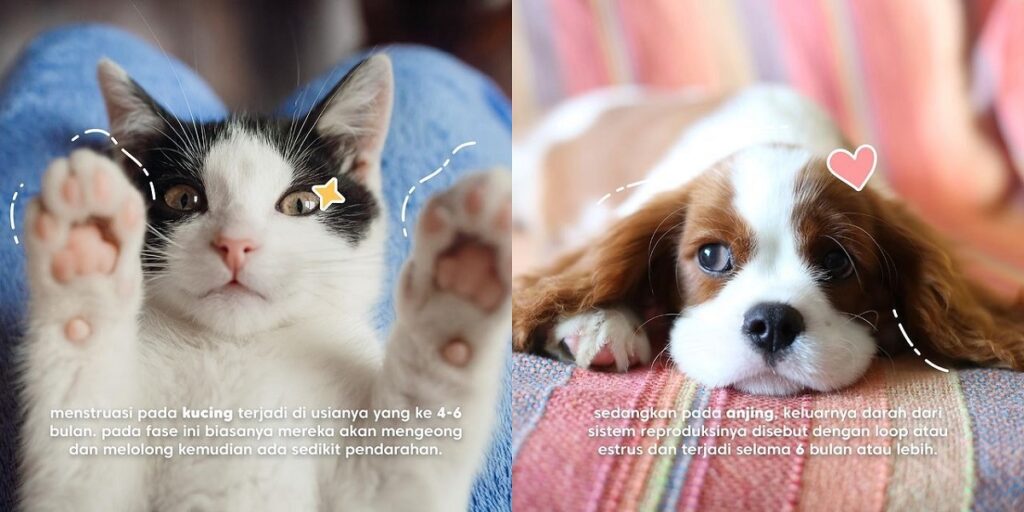 hewan menstruasi