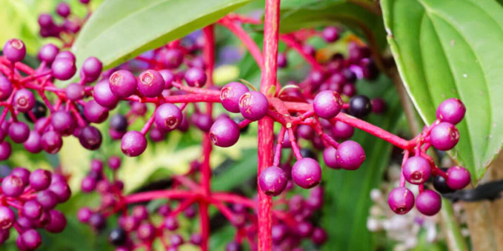 manfaat buah parijoto untuk promil