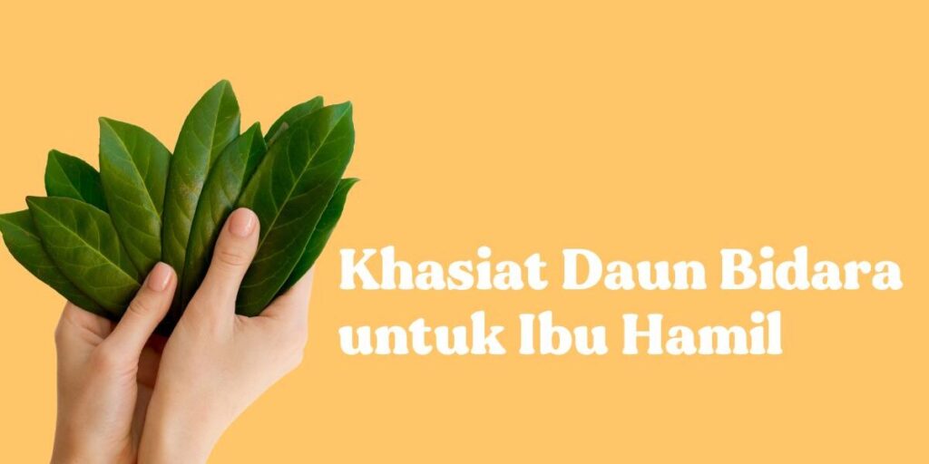 manfaat daun bidara untuk promil