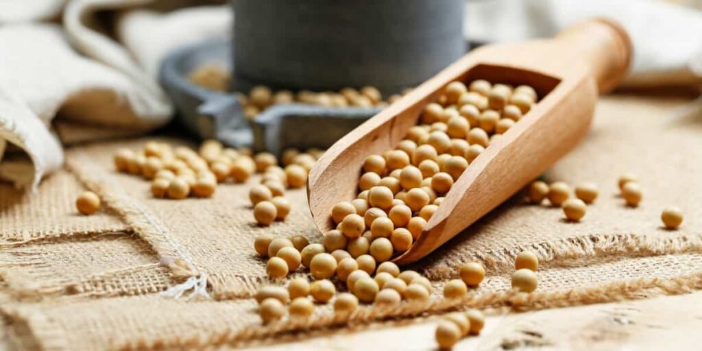 manfaat kacang kedelai untuk promil