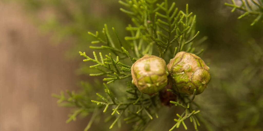 manfaat manjakani untuk promil