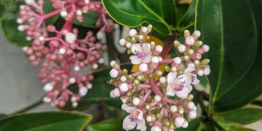 manfaat parijoto untuk program hamil (promil)