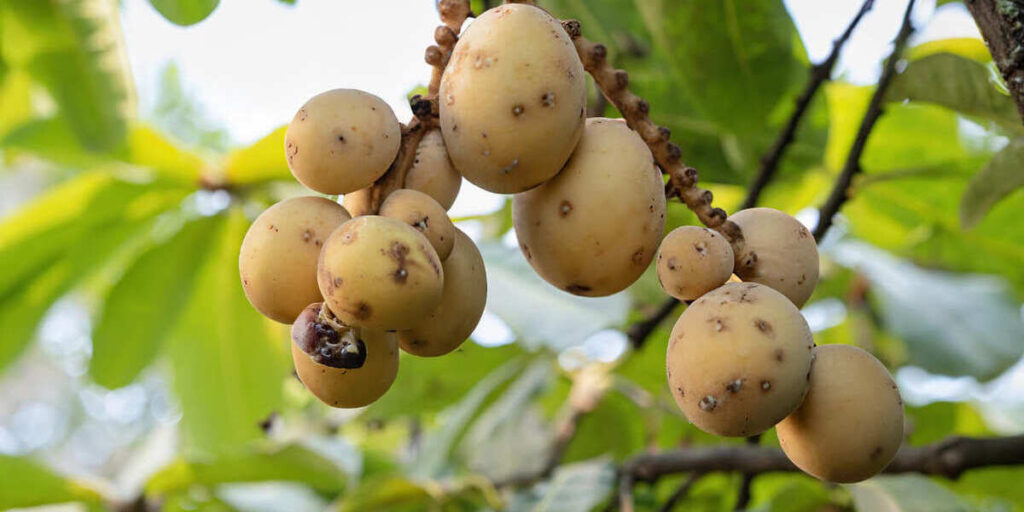 manfaat buah duku untuk ibu hamil