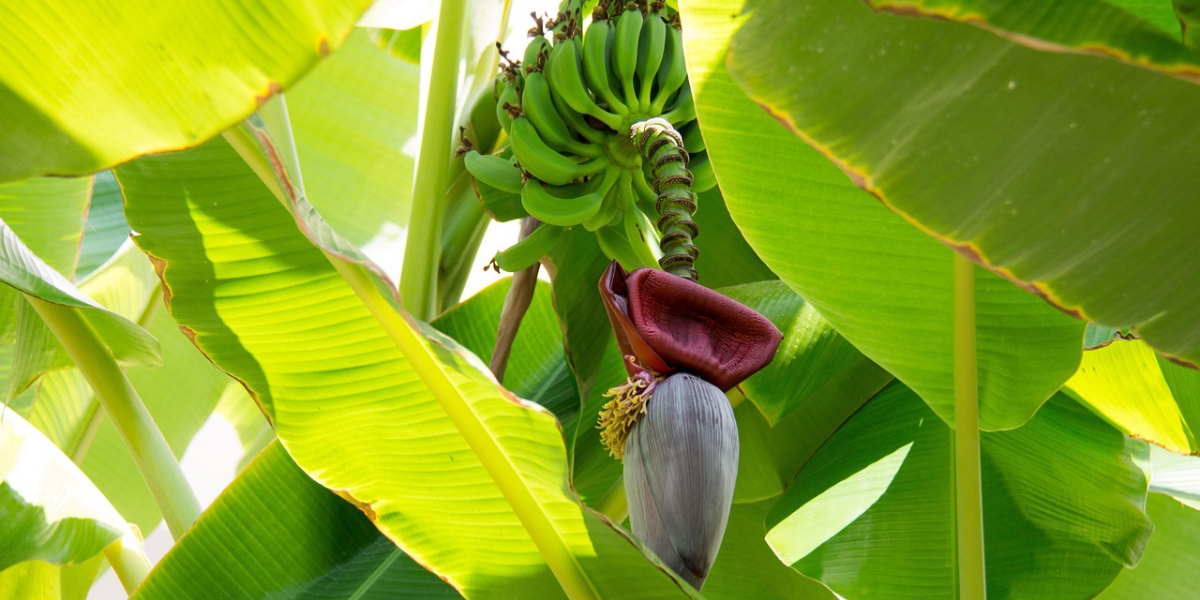 Cara memasak jantung pisang